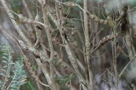 Image result for Melaleuca decussata
