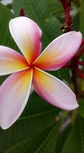 Plumeria Plantas Jardin Flores Y Jardines