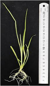 Image result for Chlorophytum gallabatense