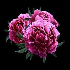 We offer an extraordinary number of hd images that will instantly freshen up your smartphone or computer. Pink Peonies Close Up Isolated On Black Background Photographic Print Art Com Flowers Black Background Flowers Photography Blossoms Art