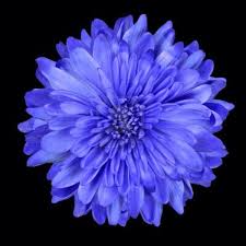 Pin By Belinda Belinda On Flowers Aster Flower Tattoos Chrysanthemum Flower Birth Flower Tattoos