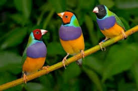 Cara menggambar gambar kaligrafi mudah dan indah berwarna. Photography Burung Tercantik Di Dunia Steemit