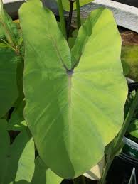 Plant the bulb, with the point up, to a. 7 Tips For Planting Your Pennsylvania Koi Pond Dreamscapeswatergardens Com
