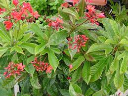 You have many choices for shrubs with pink flowers (or magenta). Florida Yards Neighborhoods Plant Pink And Red Flowering Plants For Valentine S Day Florida Plants Plants Planting Flowers