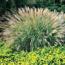 Adagio Miscanthus Maiden Grass3 Gallon In 2021 Ornamental Grasses Southern Living Plants Grasses Landscaping