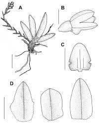 Image result for Bolusiella iridifolia