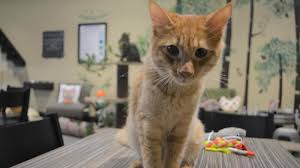 Founder sandy cagan followed her life's passion to rescue cats and find them their forever home, getting results for the felines and their. Orlando Cat Cafe Owner Shares How She Started The Business Orlando Business Journal