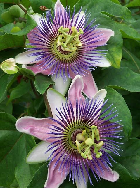 Passiflore