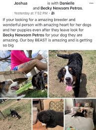 The bernese mountain dog must have a black coat covering most of its body with distinct white markings on the face, chest, feet, and tail. Thank You Danielle Becky S Bernese Mountain Dog Puppies Facebook