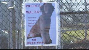 Jun 14, 2013 · how has capitalism affected our experiences of art and the media? Where S Walter Woman Searching For Dog Missing Since November Wtol Com
