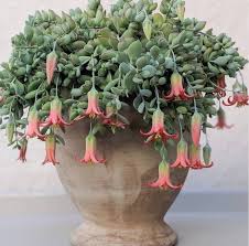 We did not find results for: 100 Gorgeous Succulent Plants Ideas For Indoor And Outdoor Full Of Aesthetics Page 15 Of 20 Latest Fashion Trends For Woman Planting Succulents Succulent Gardening Plants