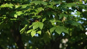 We did not find results for: Woody Plants Database