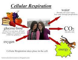 Mr Dale Branch Vocabulary 3rd 9 Weeks Part 3 Apologia General Science Cellular Respiration Science