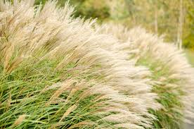 Worauf es dabei ankommt und wie sie chinaschilf richtig. Wie Schnell Wachst Chinaschilf Infos Zum Wachstum Miscanthus