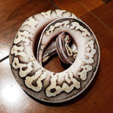 Axanthic Black Pewter Ball Python 