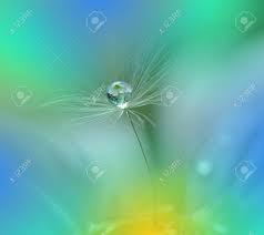 Download floral pattern stock vectors. Abstract Macro Photo With Dandelion And Water Drops Artistic Background For Desktop Flowers Made With Pastel Tones Tranquil Abstract Closeup Art Photography Print For Wallpaper Floral Fantasy Design Stock Photo Picture And Royalty Free Image Image