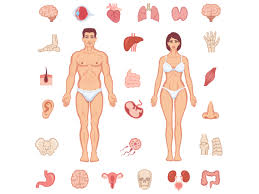 This article looks at female body parts and their functions, and it provides an interactive diagram. Parts Of The Body German For Beginners Lesson