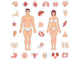 Vasectomy information male reproductive diagram vasectomystore com. Parts Of The Body German For Beginners Lesson