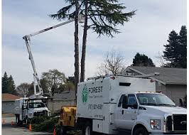 We serve santa rosa with easy access to rohnert park, cloverdale, cotati, sebastopol, windsor or healdsburg. 3 Best Tree Services In Santa Rosa Ca Expert Recommendations