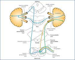 Check out the pronunciation, synonyms and grammar. Somatic Motor And Sensory Pathways Textbook Of Clinical Neuroanatomy 2 Ed