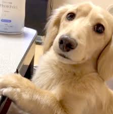 ウル顔でキュゥン…て。やっぱ世界一可愛い犬で間違いないダックスのお喋り甘えん坊動画がコチラ。 | Dachshund Life [ダックスフンドライフ]