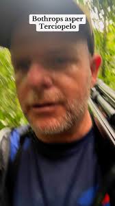 Today the guides encountered one of Costa Rica's most venomous snakes, the  famous and very common Bothrops asper, known as Fer-de-lance.