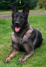 Black And Red German Shepherd Puppies For Sale In Ohio German Shepherd Schaferhund Welpen Schaferhunde