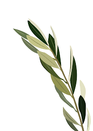 Olive Branch Olive Foliage Olive Tree Tattoos Plants