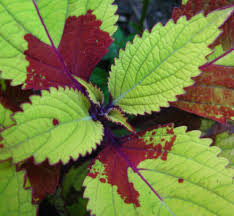 Image result for Coleus alpinus