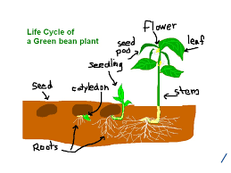 life cycle of a green bean plant life cycle showme