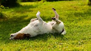 Ringworm is a common fungal infection in pets. 5 Natural Remedies To Help Your Itchy Dog