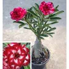 Pin On Logee S Flowering Plants