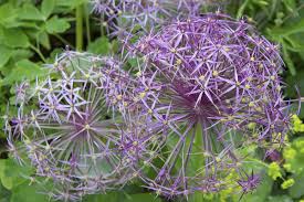 Maybe you would like to learn more about one of these? Ornamental Allium Free Stock Photos Rgbstock Free Stock Images Micromoth June 27 2012 9
