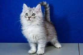 Black And White Ragdoll Cat Price Icicle Silver Tabby Male Ragamuffin Kitten Ragdoll Kittens For Sale Near Me Buy Ragdoll Kitten Ragdoll Kittens For Sale Kitten For Sale Ragdoll Kitten