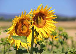 Toscana Toscana Pocket Full Of Sunshine Plants