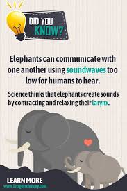 We research our episodes carefully, distilling the information into manageable segments, focusing on the things that really make these animals unusual. How Do You Say I Love You Fun Facts About Animals Animal Facts Elephant Facts For Kids