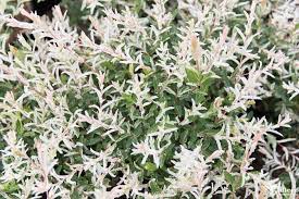 This site offers the finest flowers, shrubs, trees, and seeds available at prices you won't believe. Tri Color Willow Plant Profile Kalleco Nursery Corp