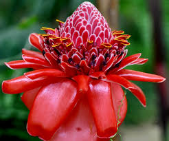 Image result for Etlingera elatior