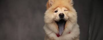 Why Do Dogs Wink Pet Side