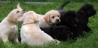 Image result for labrador retrívr