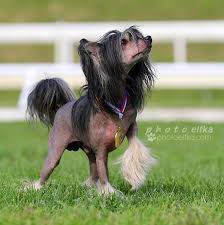 pin by p h o t o elfka on cinsky chocholaty pes chinese crested chinese crested dog animals