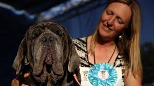 Hunde-Schau: So hässlich und trotzdem kein Sieger | STERN.de