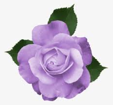 Maybe you would like to learn more about one of these? Transparent Lavender Bush Png Transparent Background Purple Flowers Png Png Download Transparent Png Image Pngitem