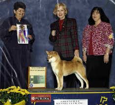 We did not find results for: Shiba Inu Puppies For Sale In Ga L2sanpiero