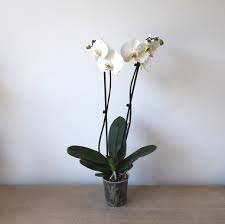 Comment savoir quand arroser l'orchidée phalaenopsis? Orchidee Phalaenopsis Blanche Fleurs De Saison