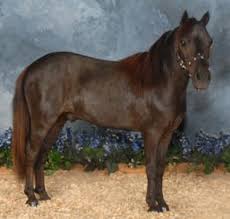 121 1 1 silver badge 2 2 bronze badges \$\endgroup\$ 1. Wizard S Spell Rowdy Lucky 4 Sheeton Little America Miniature Horses