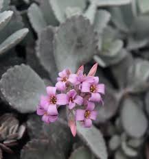 Image result for Kalanchoe pumila