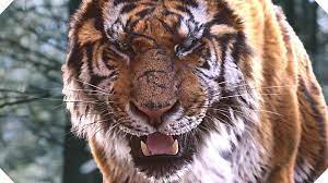 The Tiger Movie Trailer Action Adventure 2016 Https Www Youtube Com Watch V Z97bjpv1tdq Kings Movie Adventure Movie Crime Movie