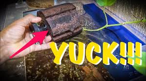 The air pump is used to push the water through the sponge to facilitate the filtration. How To Clean A Sponge Filter Youtube