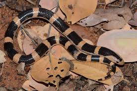 Image result for Triainolepis africana